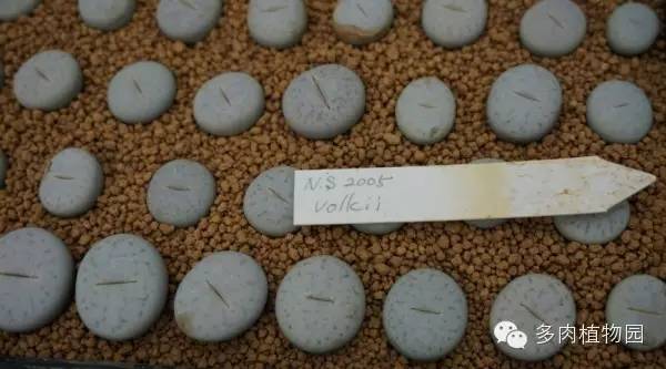 边走边看日本番杏之王DTさん多肉大棚