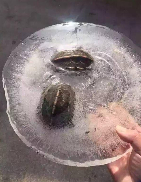 乌龟冻了24小时还能活吗,乌龟被冻成冰块幽默说说