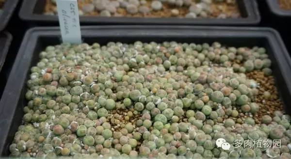 边走边看日本番杏之王DTさん多肉大棚