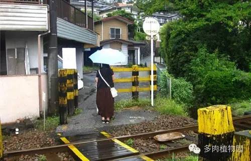 边走边看日本番杏之王DTさん多肉大棚