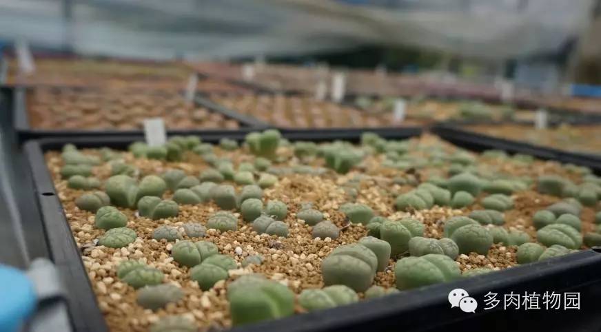 边走边看日本番杏之王DTさん多肉大棚