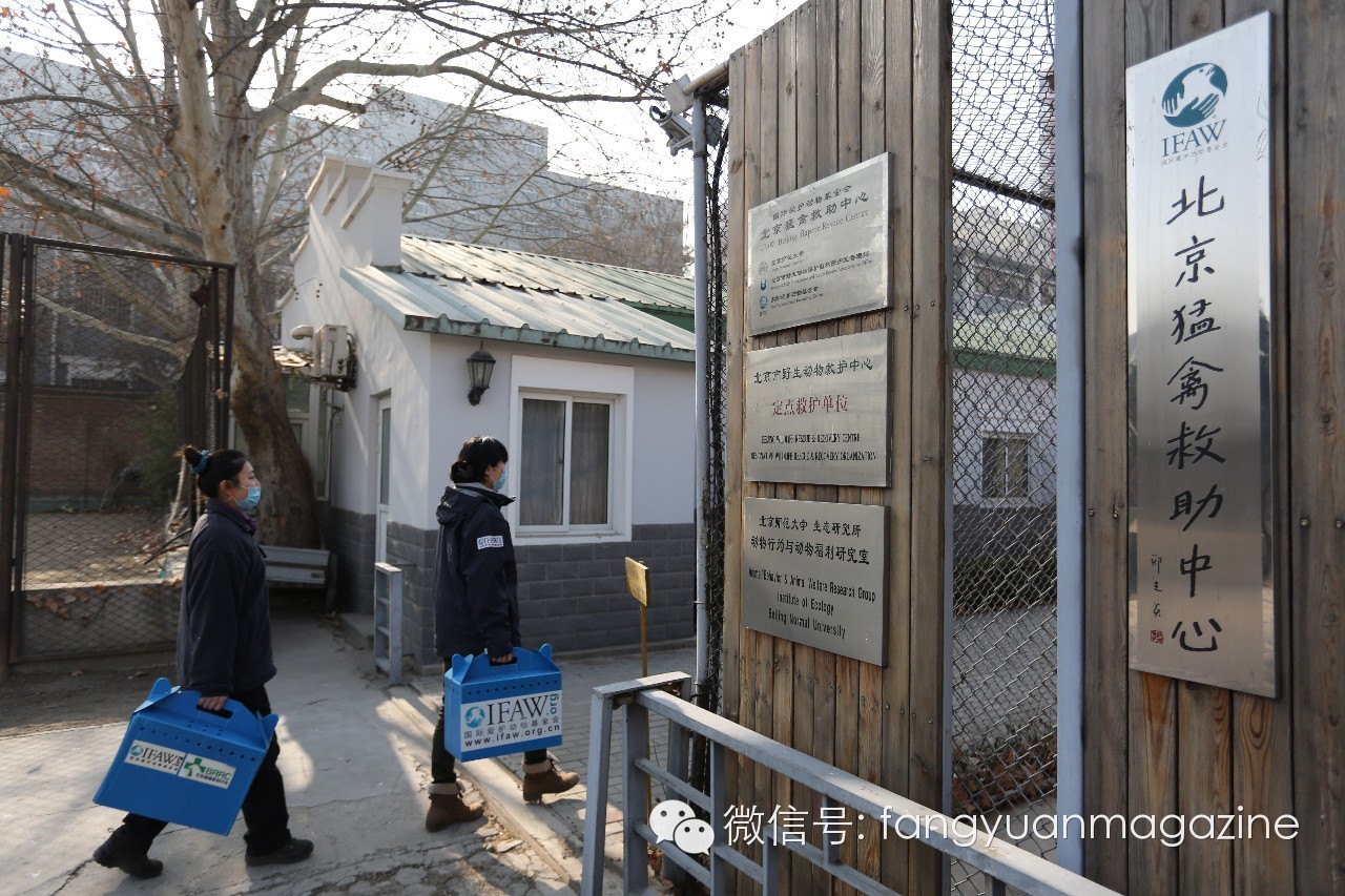 猛禽行程,400多万猛禽