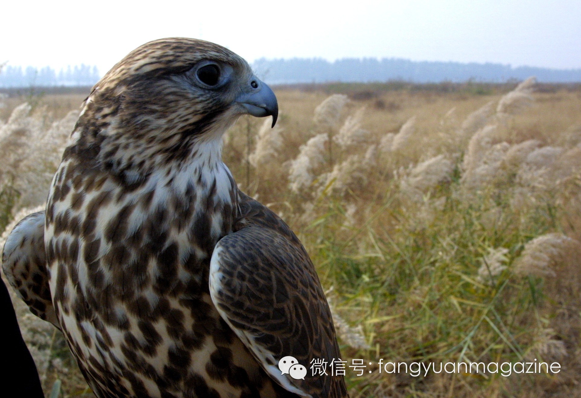 猛禽行程,400多万猛禽