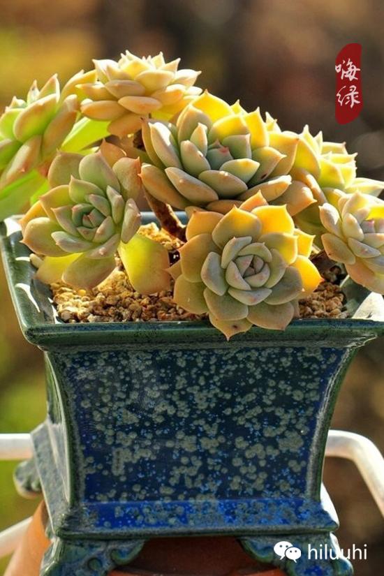 怎么能够这么美图片,漂亮韩国多肉