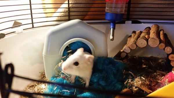 小仓鼠在笼里生活2年终被领养,小仓鼠生出来多少天能够找人领养