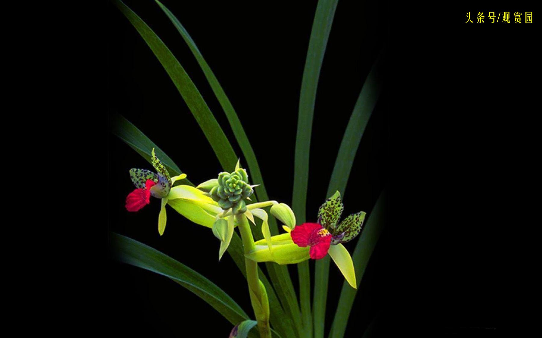 最昂贵的花卉,最贵十种花卉