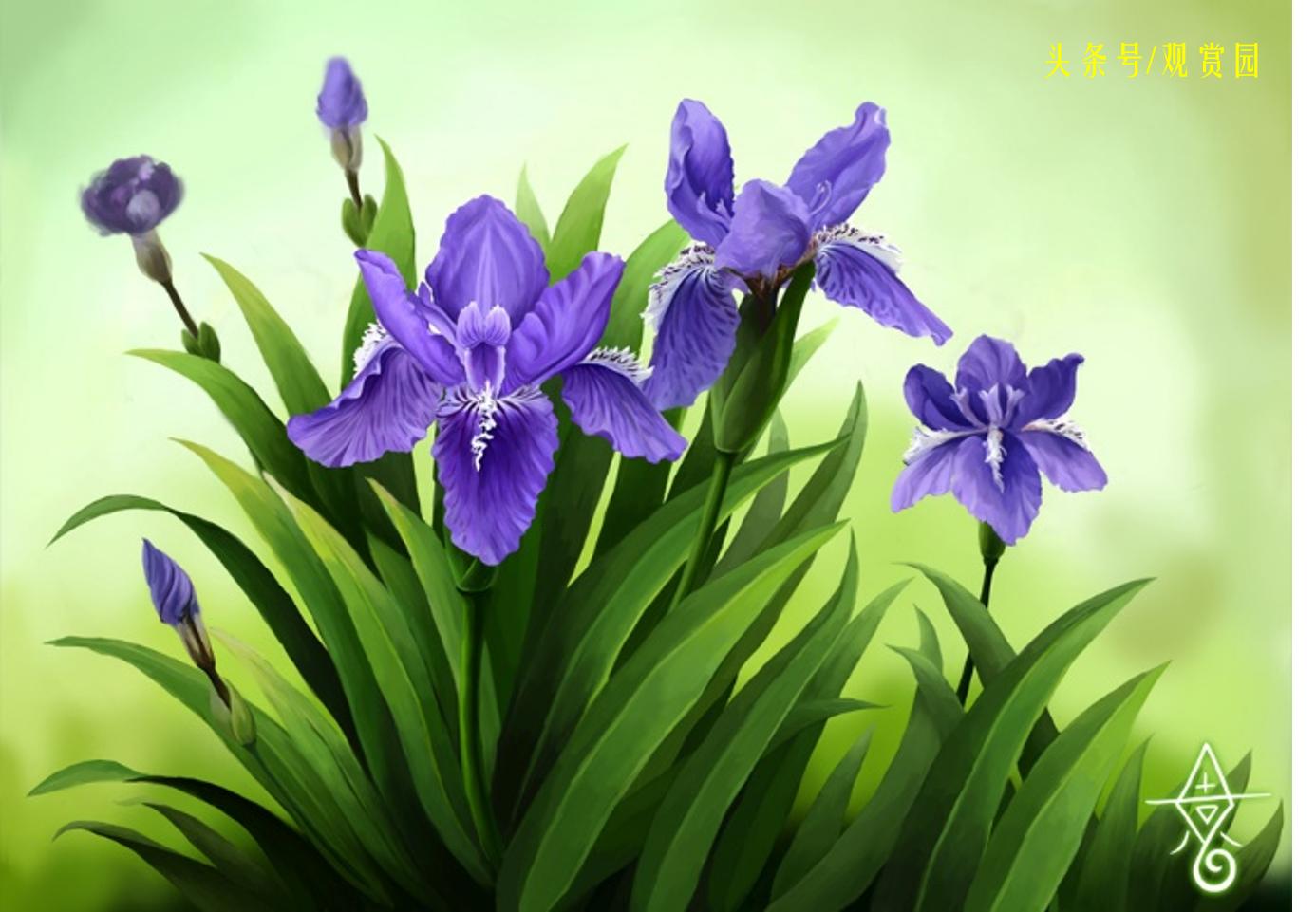 最昂贵的花卉,最贵十种花卉