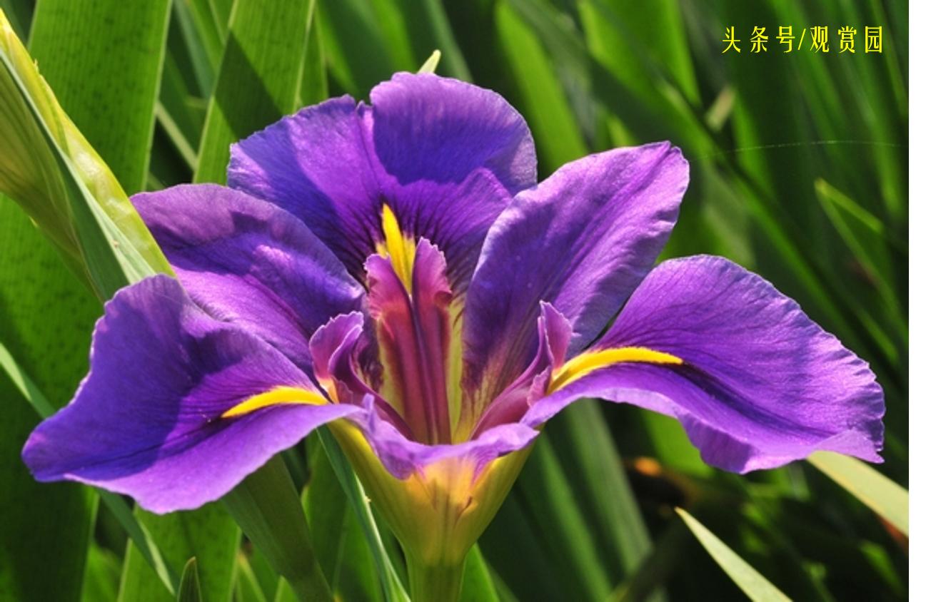 最昂贵的花卉,最贵十种花卉