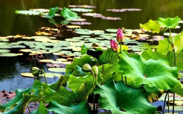 大别山中大金寨，这23个乡镇貌美如花，十一你不来？