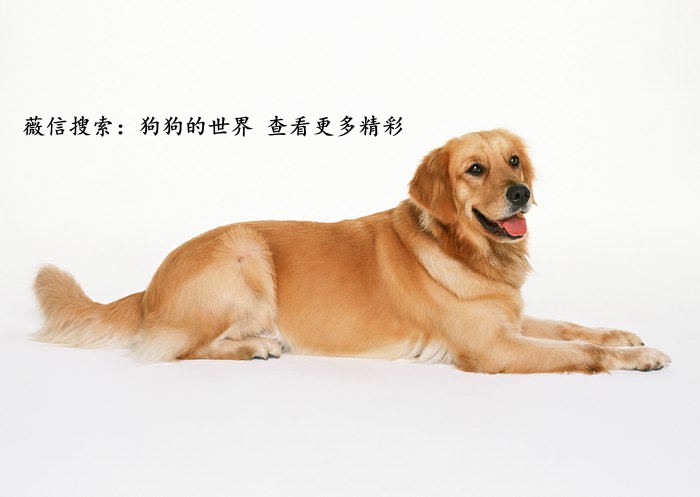 狗狗换牙要注意些什么,狗狗换牙期间应注意哪些问题