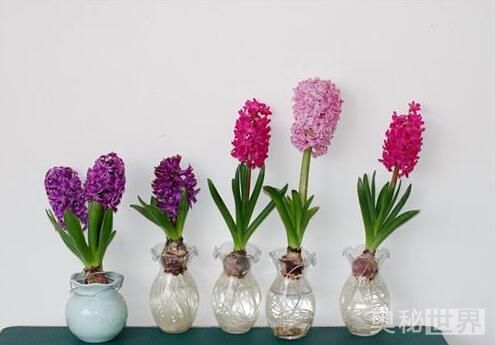 风信子水培开完花后处理流程,水培风信子开花后种球怎么处理