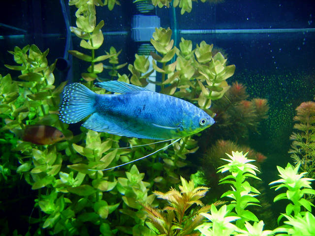 热带小型观赏鱼曼龙鱼一天喂几次,曼龙鱼能够和热带小鱼一起养么