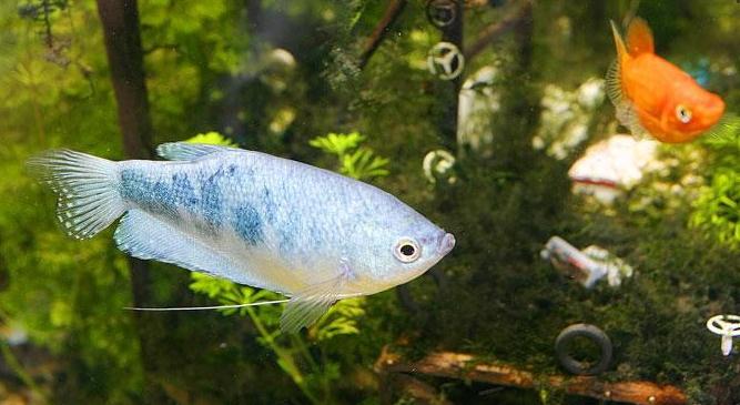 热带小型观赏鱼曼龙鱼一天喂几次,曼龙鱼能够和热带小鱼一起养么