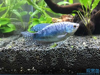 热带小型观赏鱼曼龙鱼一天喂几次,曼龙鱼能够和热带小鱼一起养么