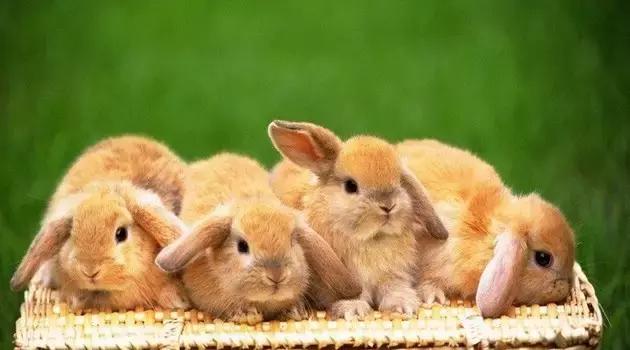 新西兰对动物都很友好吗,新西兰对待动物