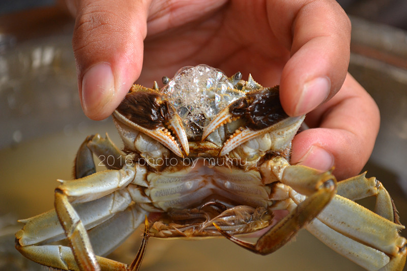 螃蟹要怎么清洗才干净,螃蟹如何清洗干净又好吃