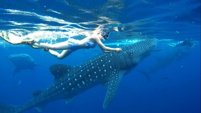 菲律宾潜水攻略 (菲律宾潜水游记)