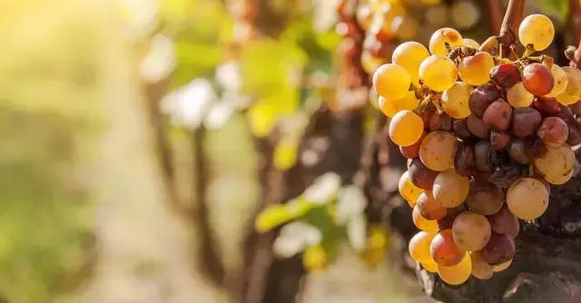 喜欢甜酒的人,喜欢米酒那香醇甘甜的味道