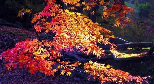 四川三个赏秋绝妙地,四川秋天最美的7个地方