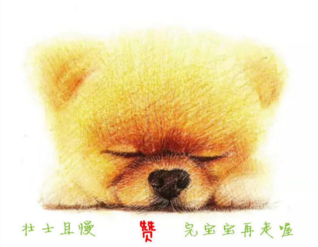 狗狗叼着玩具娃娃,狗狗玩玩具娃娃