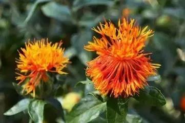 花草之精灵——此西红花，非彼红花