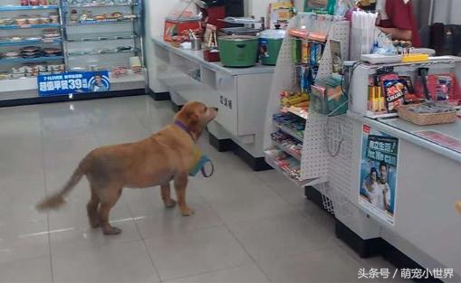 榛勯噾鐚庣姮鐙楀彨,榛勯噾鐚庣姮