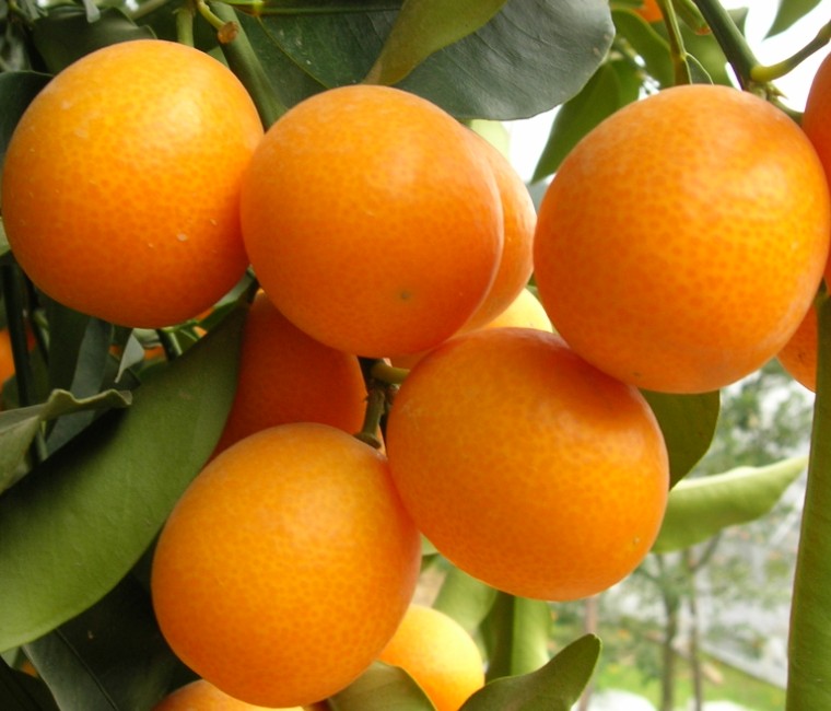 金橘的药性,金桔化痰