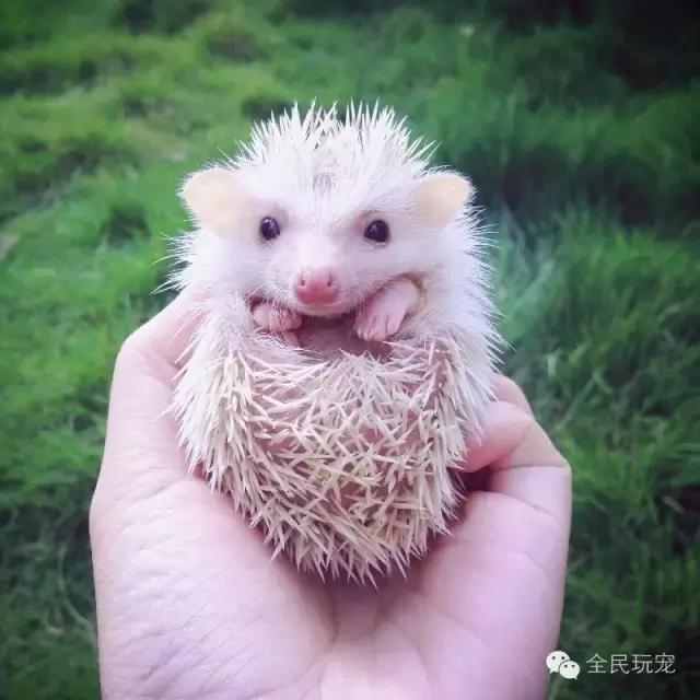 养刺猬有什么烦恼,养刺猬的人多吗