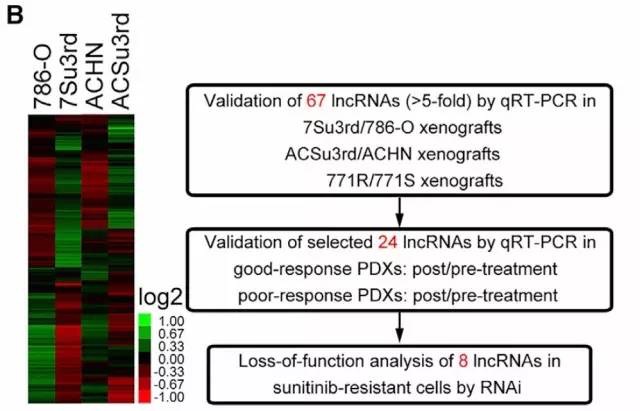 如何查找未知的lncrna序列,文献解读lncrna经典研究思路