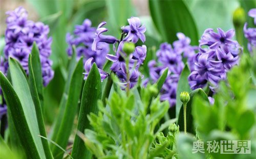 风信子水培开完花后处理流程,水培风信子开花后种球怎么处理