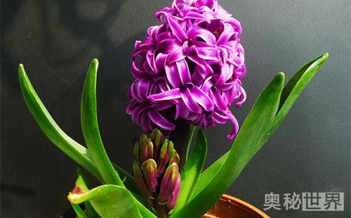 风信子水培开完花后处理流程,水培风信子开花后种球怎么处理