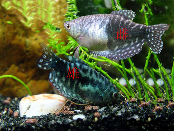 热带小型观赏鱼曼龙鱼一天喂几次,曼龙鱼能够和热带小鱼一起养么