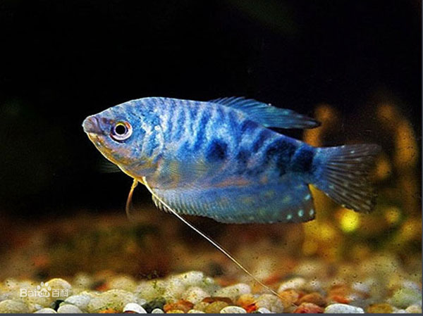 热带小型观赏鱼曼龙鱼一天喂几次,曼龙鱼能够和热带小鱼一起养么