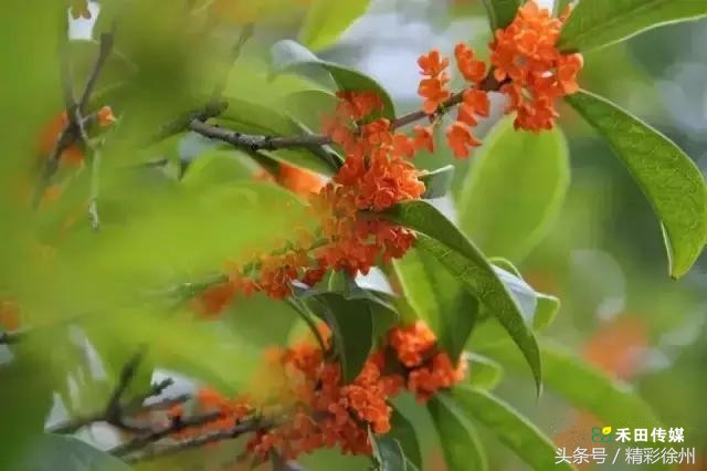 最美的5个赏桂好去处,不错过金秋赏桂好时节