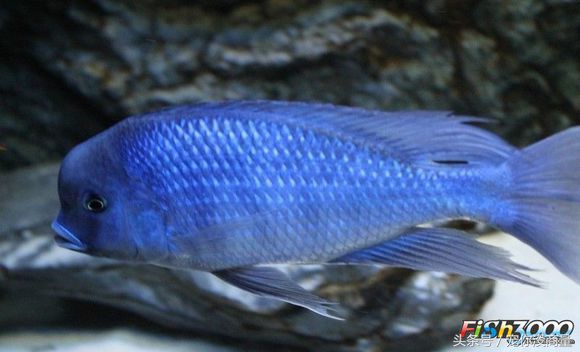 养鱼泥巴,养鱼的草泥