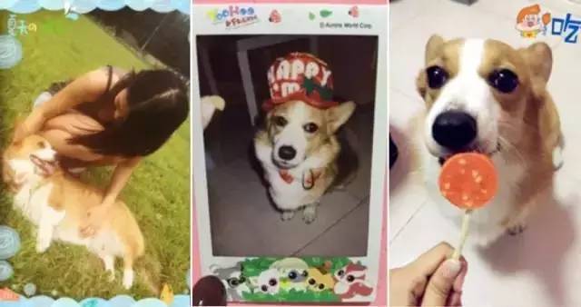 这场还原“暮光之城”的波西米亚婚礼，一只心机柯基告捷抢镜