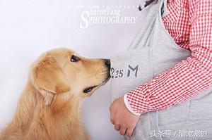 科学证明怀孕时能够养狗的,怀孕了养狗的亲身经历