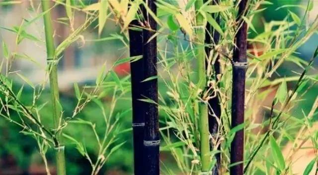 马云称：这是中国独有智慧，比任何材质更具风韵气质-竹，风