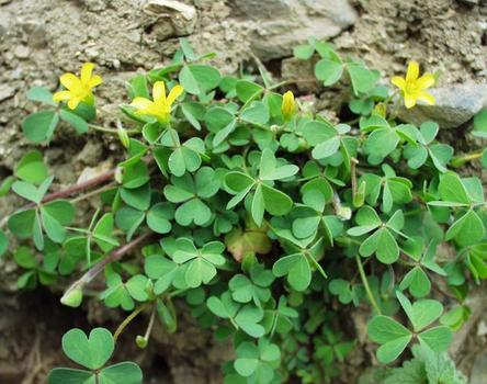 路边的花草也能治愈生活,路边的花能够带回家种吗