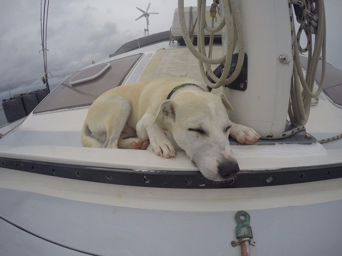 菲律宾潜水攻略 (菲律宾潜水游记)