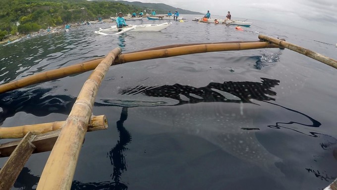 菲律宾潜水攻略 (菲律宾潜水游记)