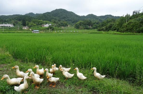 大别山中大金寨，这23个乡镇貌美如花，十一你不来？