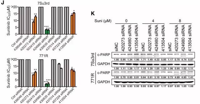 如何查找未知的lncrna序列,文献解读lncrna经典研究思路