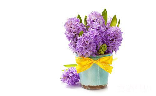 风信子水培开完花后处理流程,水培风信子开花后种球怎么处理