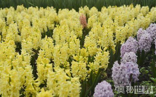 风信子水培开完花后处理流程,水培风信子开花后种球怎么处理