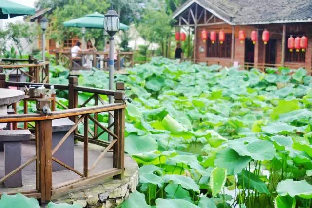 来重庆必吃的10家火锅,来重庆必吃的火锅