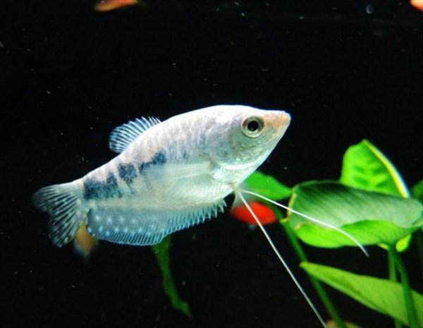 热带小型观赏鱼曼龙鱼一天喂几次,曼龙鱼能够和热带小鱼一起养么