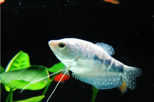 热带小型观赏鱼曼龙鱼一天喂几次,曼龙鱼能够和热带小鱼一起养么