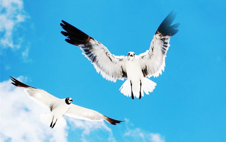 金庸武侠十大神功先天功,金庸笔下四大神兽排名