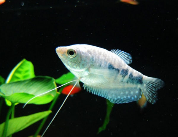 热带小型观赏鱼曼龙鱼一天喂几次,曼龙鱼能够和热带小鱼一起养么